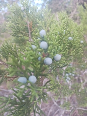 Juniperus ashei
