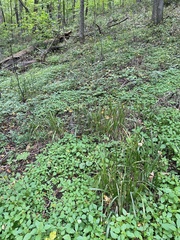 Diarrhena obovata