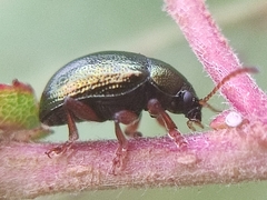 Brachypnoea