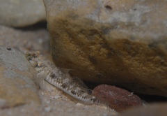 Favonigobius lateralis