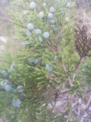 Juniperus ashei
