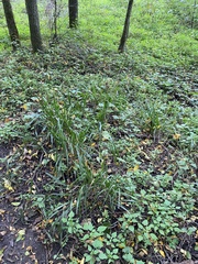Diarrhena obovata