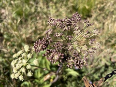 Apiales