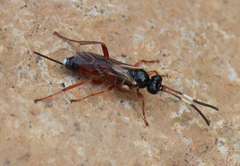 Agrothereutina