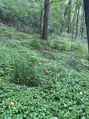 Diarrhena obovata
