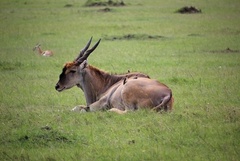 Tragelaphus oryx pattersonianus