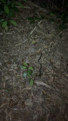 Cryptophis nigrescens