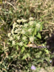 Apiales