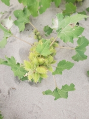 Xanthium