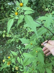 Bidens frondosa