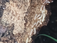 Reticulitermes flavipes