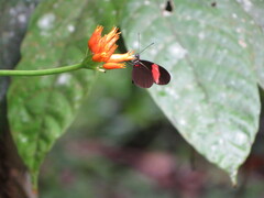Heliconius erato adana