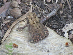 Anaxyrus americanus