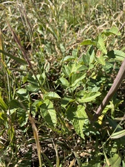 Apiales