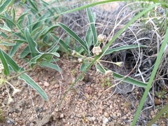 Asclepias involucrata
