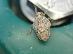 Issus coleoptratus