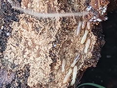 Reticulitermes flavipes