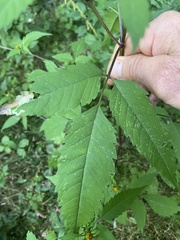 Bidens frondosa