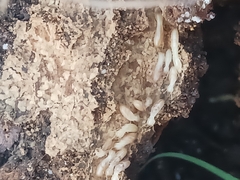 Reticulitermes flavipes