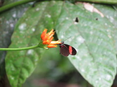 Heliconius erato adana