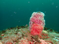 Corynactis californica