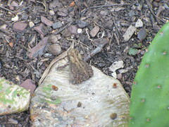Anaxyrus americanus