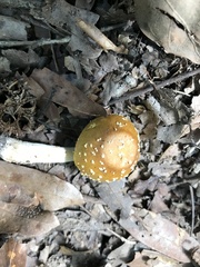 Amanita persicina