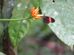 Heliconius erato adana