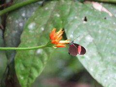 Heliconius erato adana