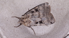 Xestia normanianus