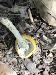 Amanita persicina