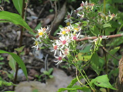 Eurybia divaricata