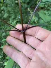 Bidens frondosa