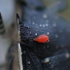 Trombidiformes