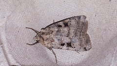 Xestia normanianus