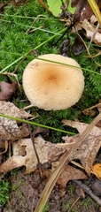 Cystoderma