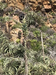 Puya alpestris