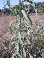 Helianthus maximiliani