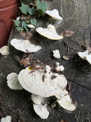 Trametes lactinea