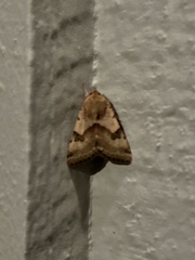 Heliothis phloxiphaga