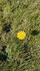 Pilosella officinarum