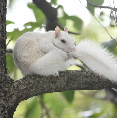 Eastern Gray Squirrel photographed in Florida