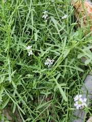 Cakile maritima