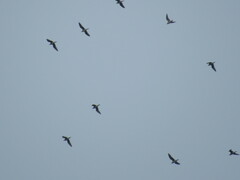 Bartramia longicauda