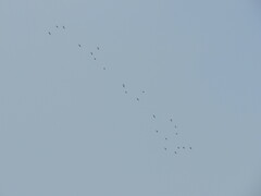 Bartramia longicauda