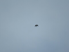 Bartramia longicauda