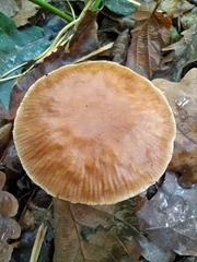 Collybiopsis peronata