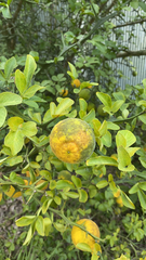 Citrus trifoliata