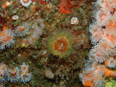 Paracyathus stearnsii