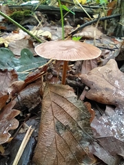 Collybiopsis peronata